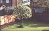 Apple tree & a lump of grass